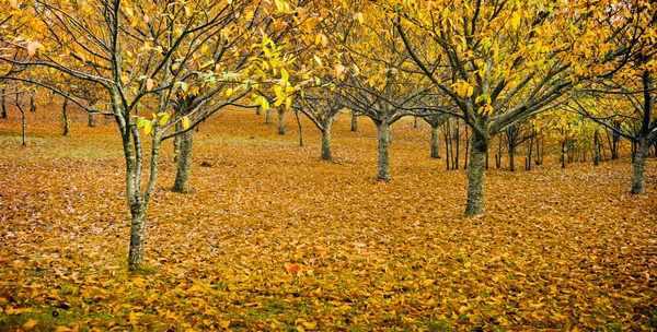 Orchard in Autumn — Stock Photo, Image