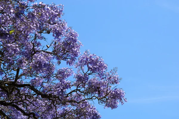 Jacaranda strom — Stock fotografie