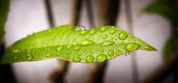 Rain Drops on Leaf — Stock Photo, Image