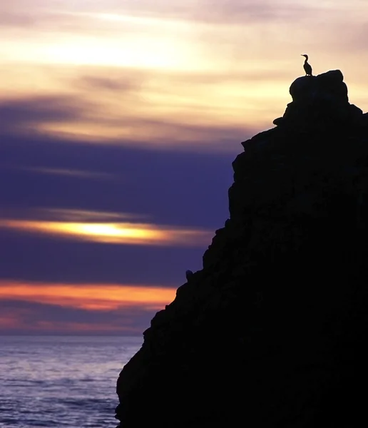 Silhouette Cliff and Bird — Stock Photo, Image