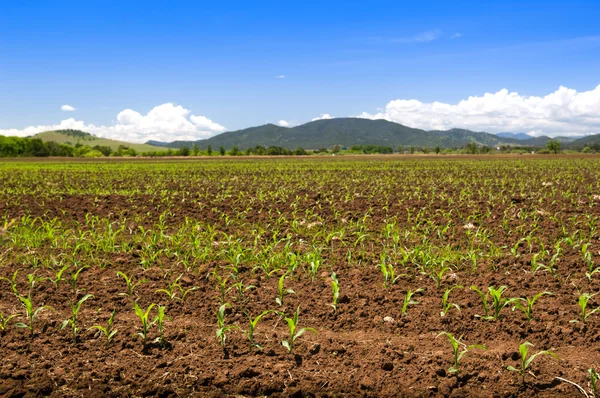 Kiełkowanie roślin kukurydzy — Zdjęcie stockowe