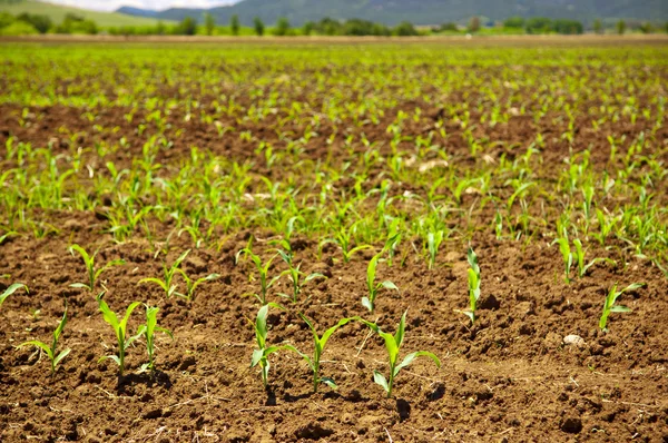 Kiełkowanie roślin kukurydzy — Zdjęcie stockowe