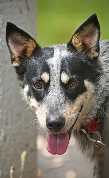 Perro Heeler azul —  Fotos de Stock