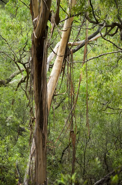 森林キャノピー — ストック写真