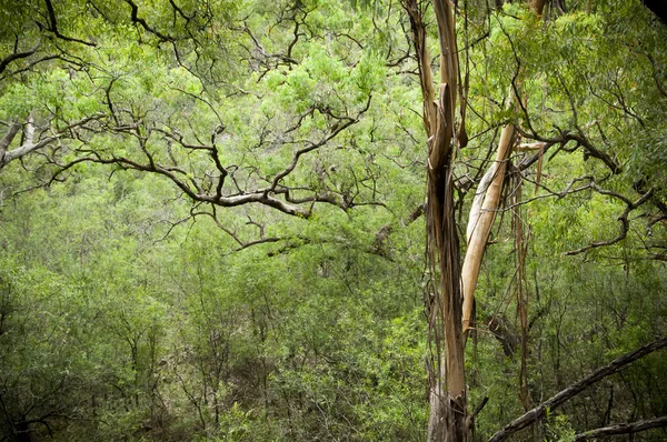 Canopy forestal — Foto de Stock