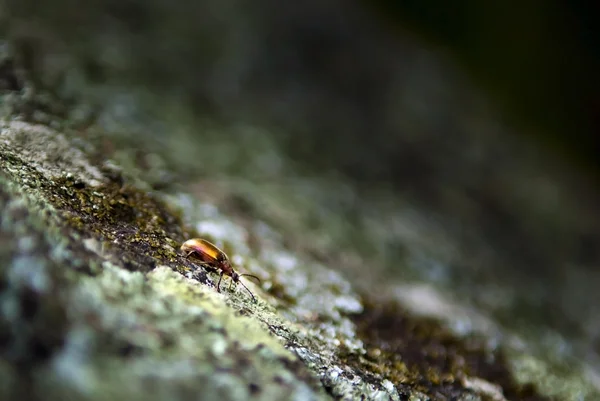 Гуляющий жук — стоковое фото