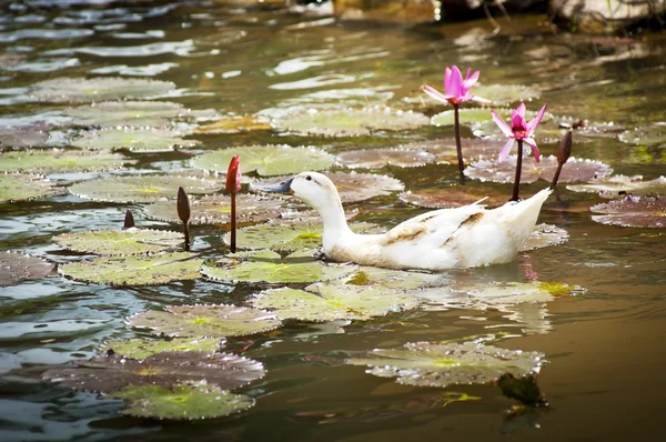 Ducks on Pond — Stock Photo, Image