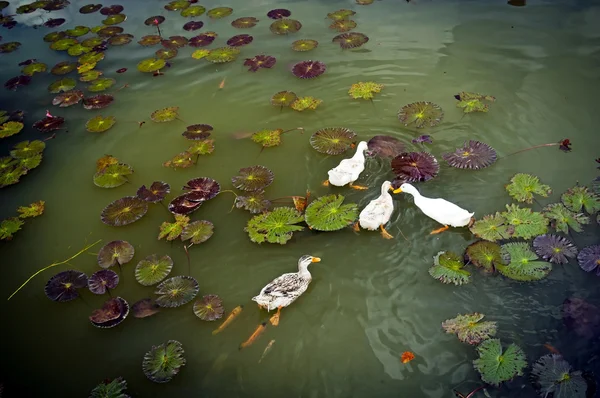 Enten auf Teich — Stockfoto
