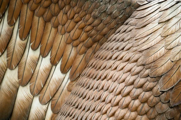 Penas de águia — Fotografia de Stock