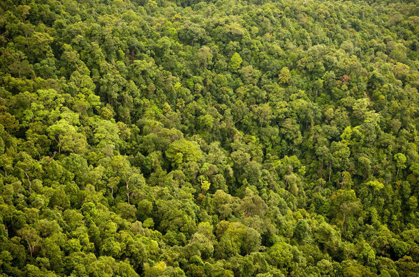 Aerial view of the forest or jungle canopy