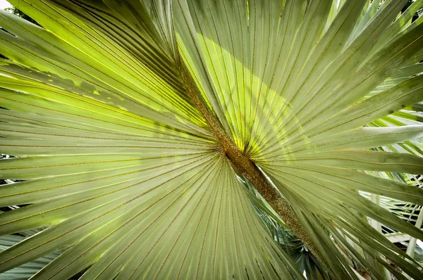 Palm Leaf Background — Stock Photo, Image