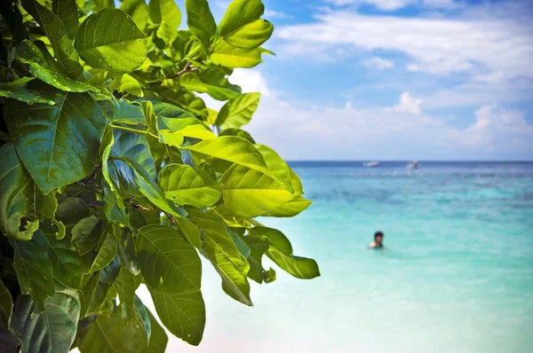 Leaves and Beach — Stock Photo, Image
