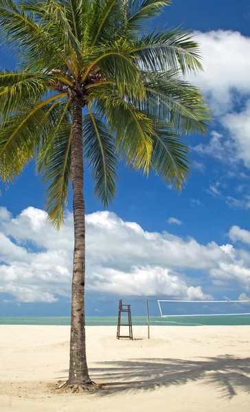Пальмовый пляж — стоковое фото
