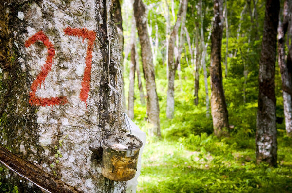 Каучуковая плантация
