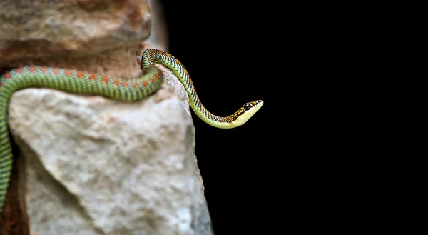 Wąż z raju — Zdjęcie stockowe