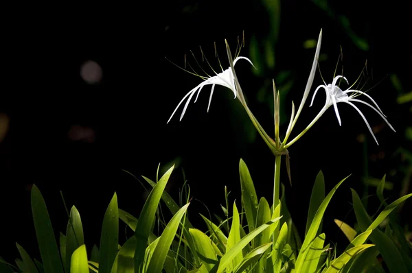 Fehér pók liliom — Stock Fotó