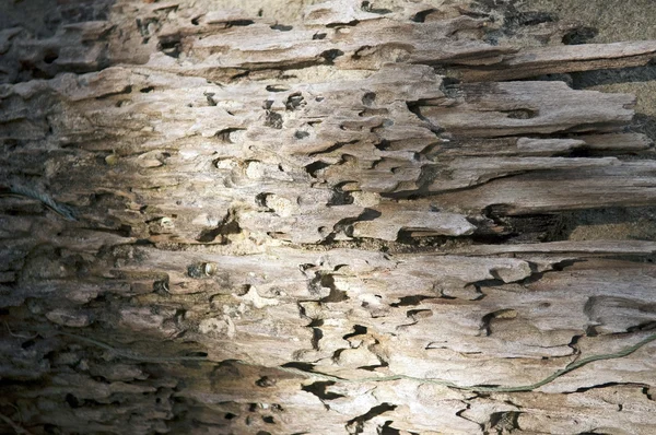 Дрейф деревини — стокове фото