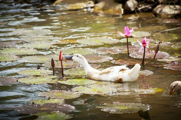 Enten auf Teich — Stockfoto