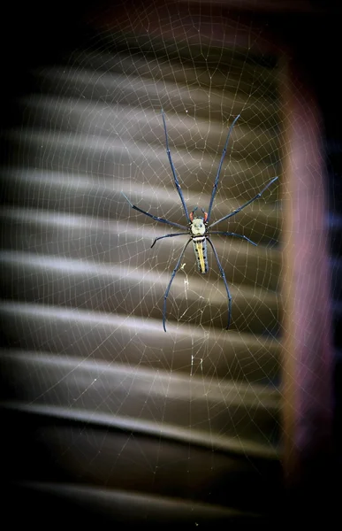 Величезний павук — стокове фото