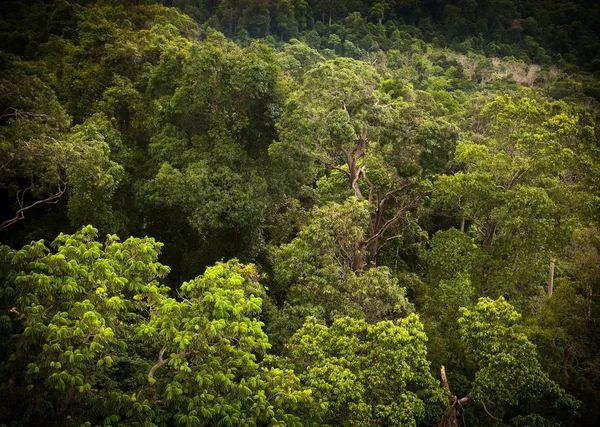 Paisagem da selva — Fotografia de Stock