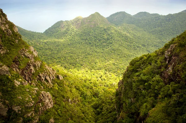 Dschungel-Landschaft — Stockfoto