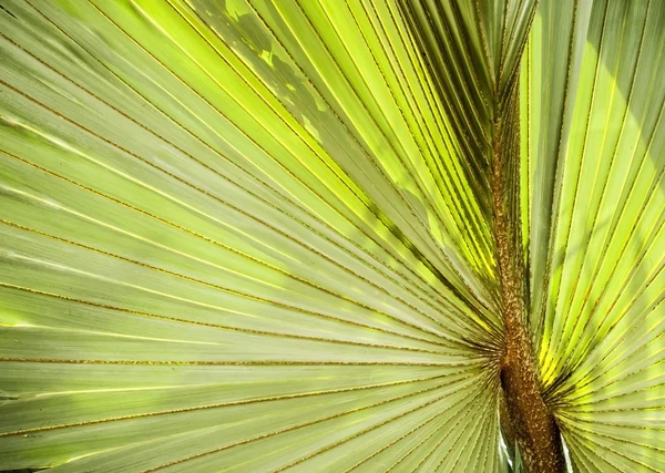 Palm blad achtergrond — Stockfoto