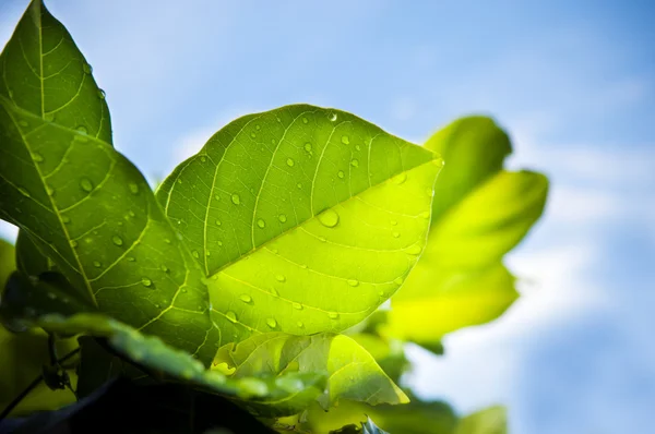 Leaves and Blue Sky — Stock Photo, Image