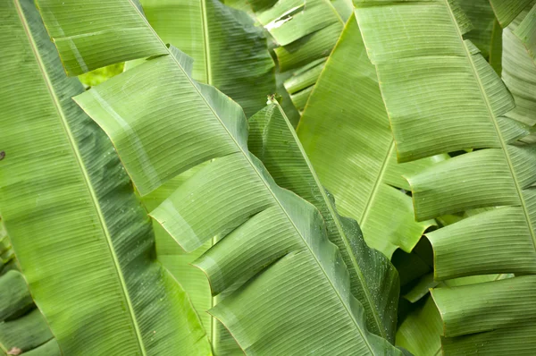 Palmiers à bananes — Photo
