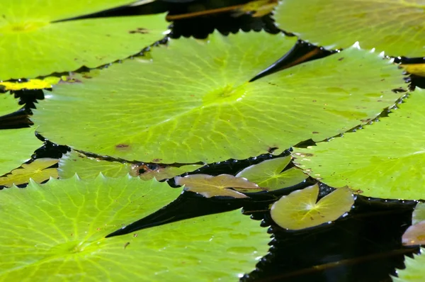 Лили-пруд — стоковое фото