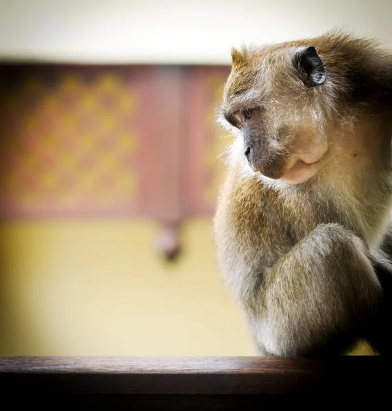 Lange-tailed makaak — Stockfoto