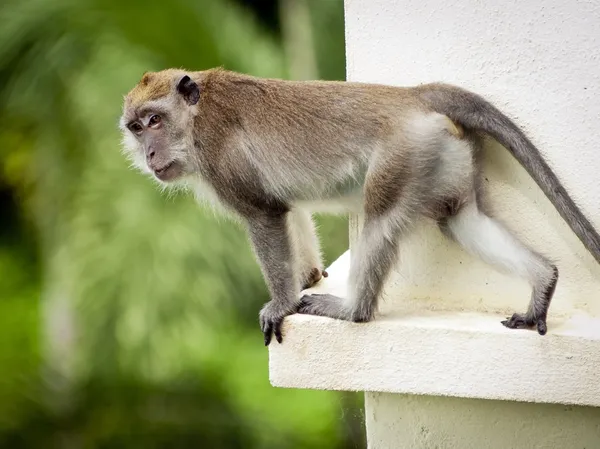 stock image Long-Tailed Macaque