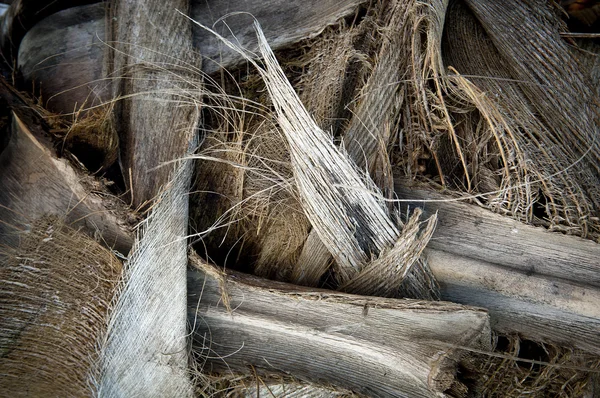Dłoń drzewo tło — Zdjęcie stockowe
