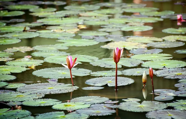 Lily Pads — Stock Photo, Image