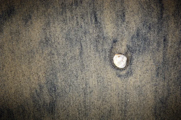 Оболонки на піску — стокове фото