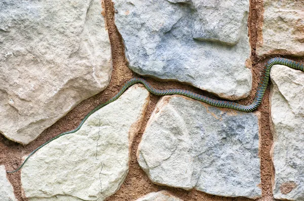 stock image Snake Tail