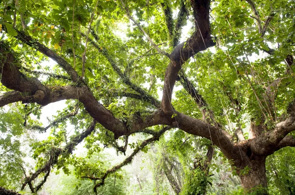 stock image Thick Jungle