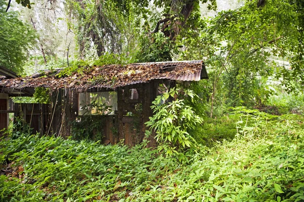 Jungle Hut — Stockfoto