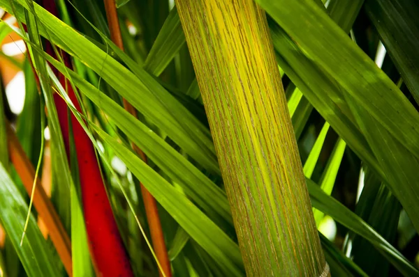 Tropical Background — Stock Photo, Image