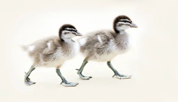Ducklings — 스톡 사진