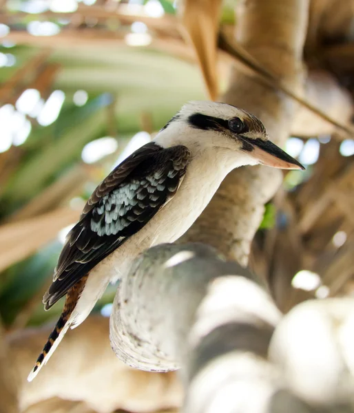 Kookaburra — Foto Stock