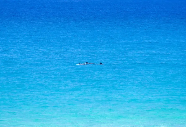 Delfiny w Oceanie — Zdjęcie stockowe