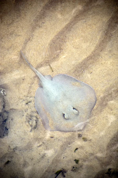 Stock image Stingray