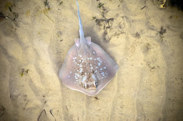 stock image Stingray