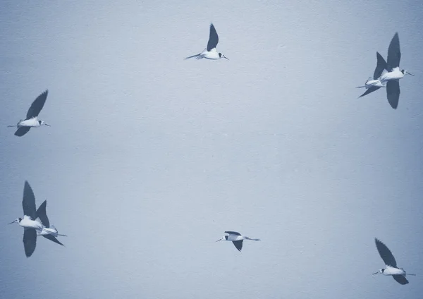 Ptaki latające — Zdjęcie stockowe