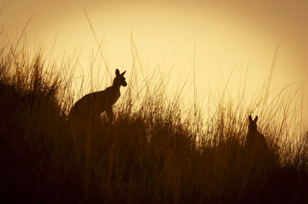 Silhuetas de canguru — Fotografia de Stock