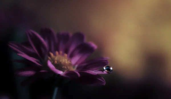 Waterdruppel op paarse bloem — Stockfoto