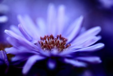 Purple and Blue Flower