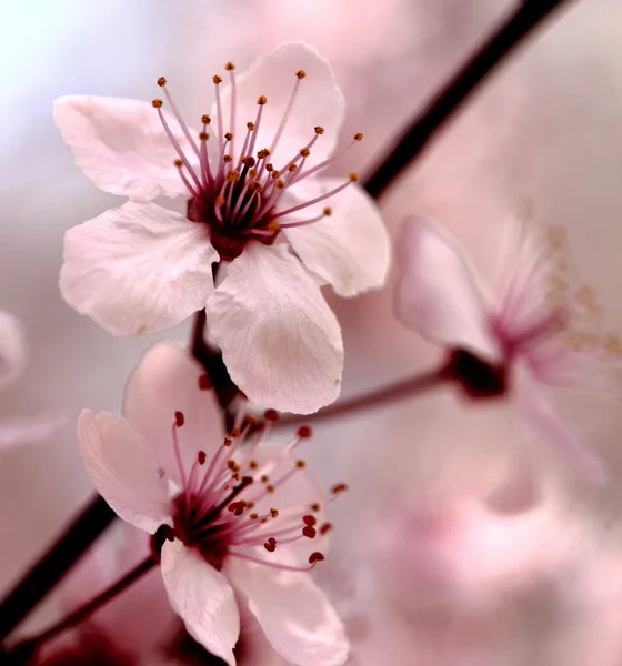 Rózsaszín virágzik — Stock Fotó