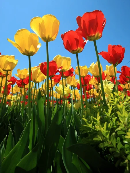 Red and Yellow Tulips — Stock Photo, Image