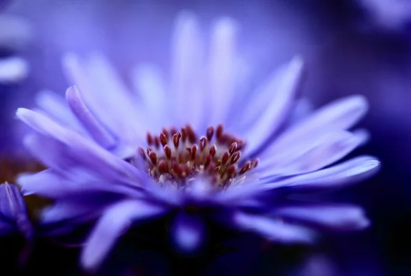 Fialový a modrý květ — Stock fotografie